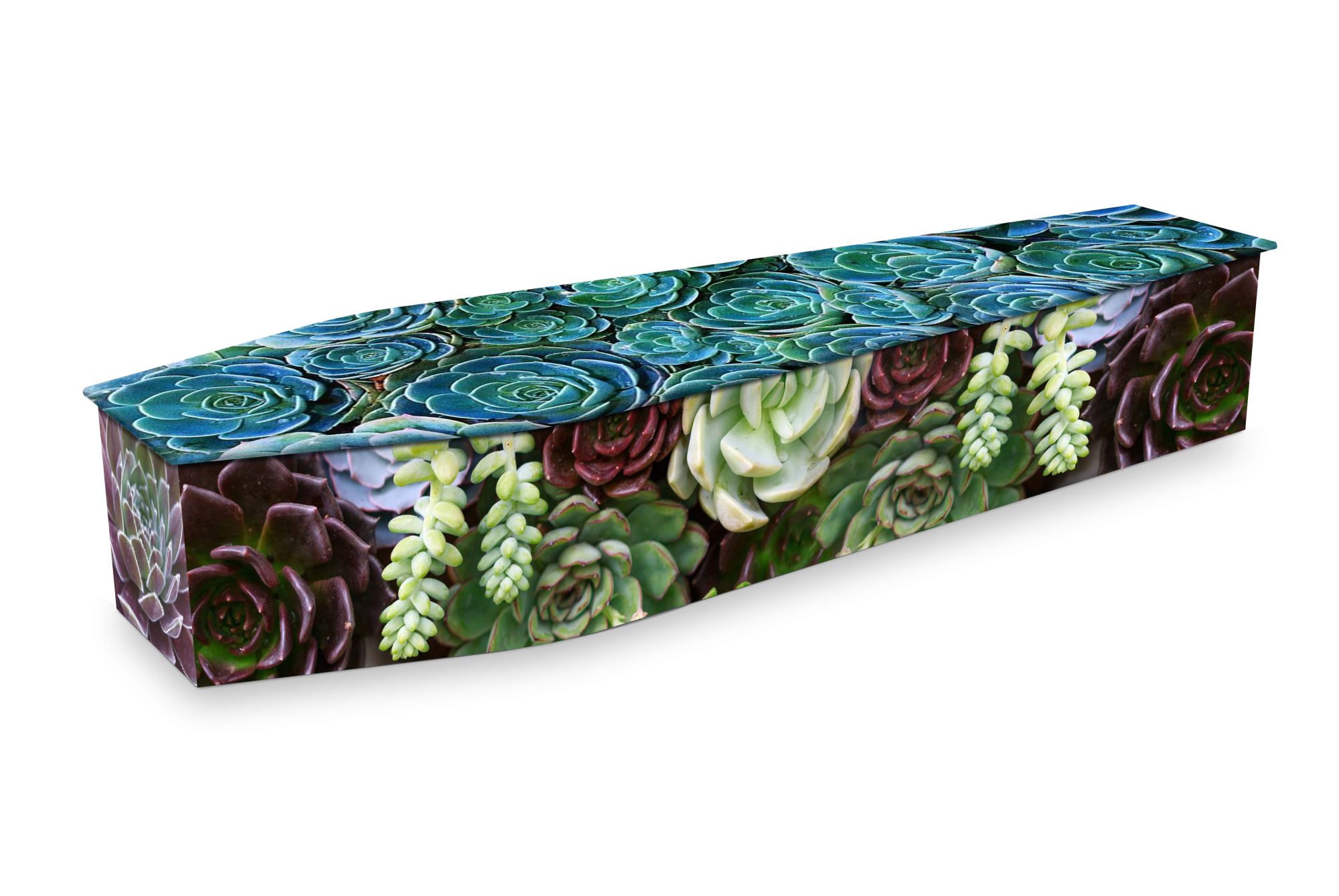 Succulents of Colour