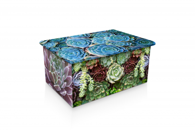 Succulents of Colour