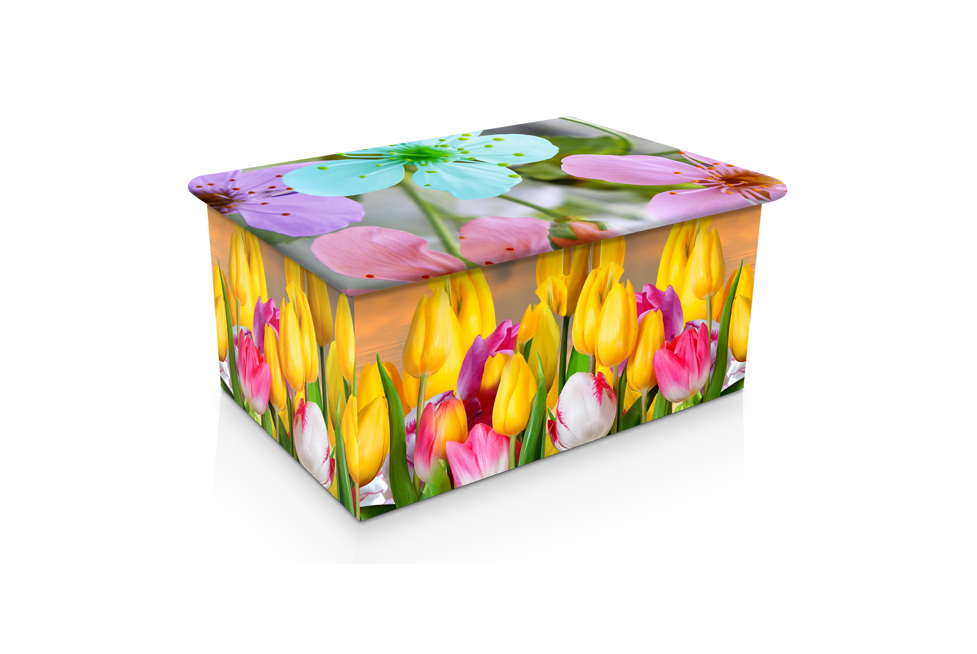 Spring Tulip Flowers